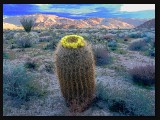 AnzaCactus-Effect