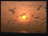Birds2-Effect