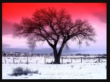 cold tree final-Effect