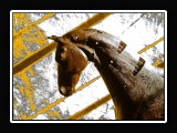 HorseRR5963