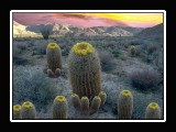 $AnzaCactusNew2
