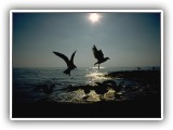 OceanBirds