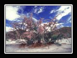 desert flora2 2