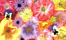 25c