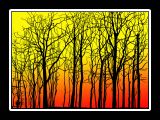 Trees8291 copy