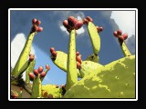 Cactus7740